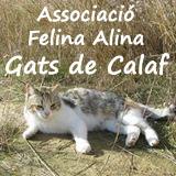 Associació Felina Alina Gats de Calaf